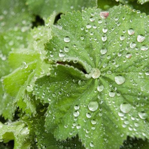ALCHEMILLA mollis
