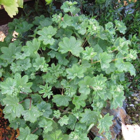 Alchemilla erytropoda Alma