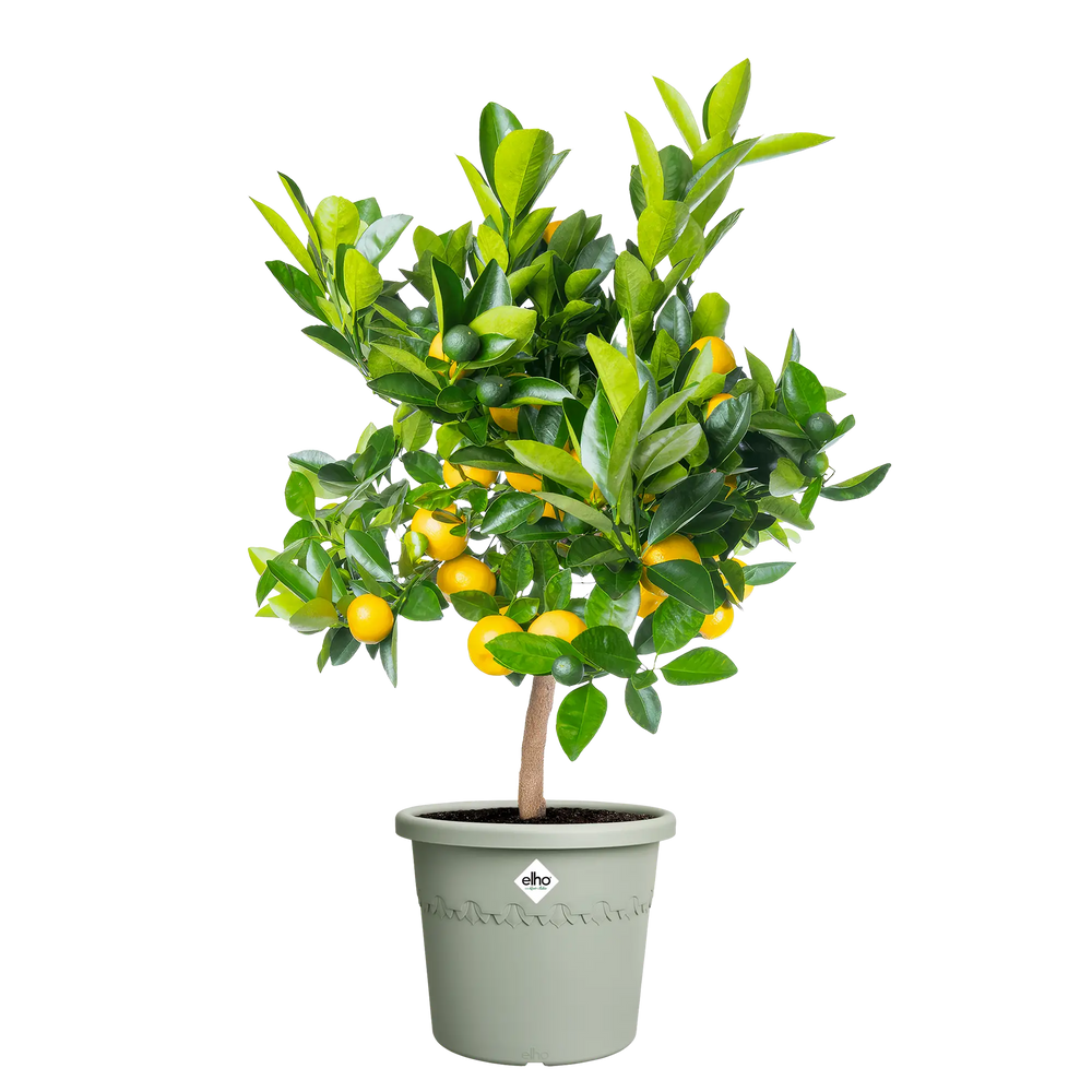 Algarve Cilindro Thyme Green Ø30Cm - Pots - Windyridge Garden Centre