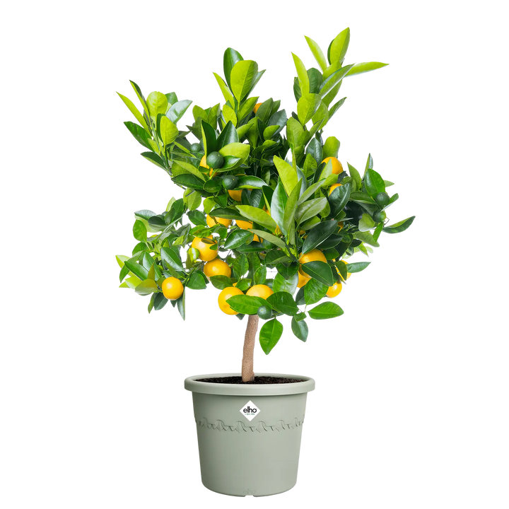 Algarve Cilindro Thyme Green Ø30Cm - Pots - Windyridge Garden Centre