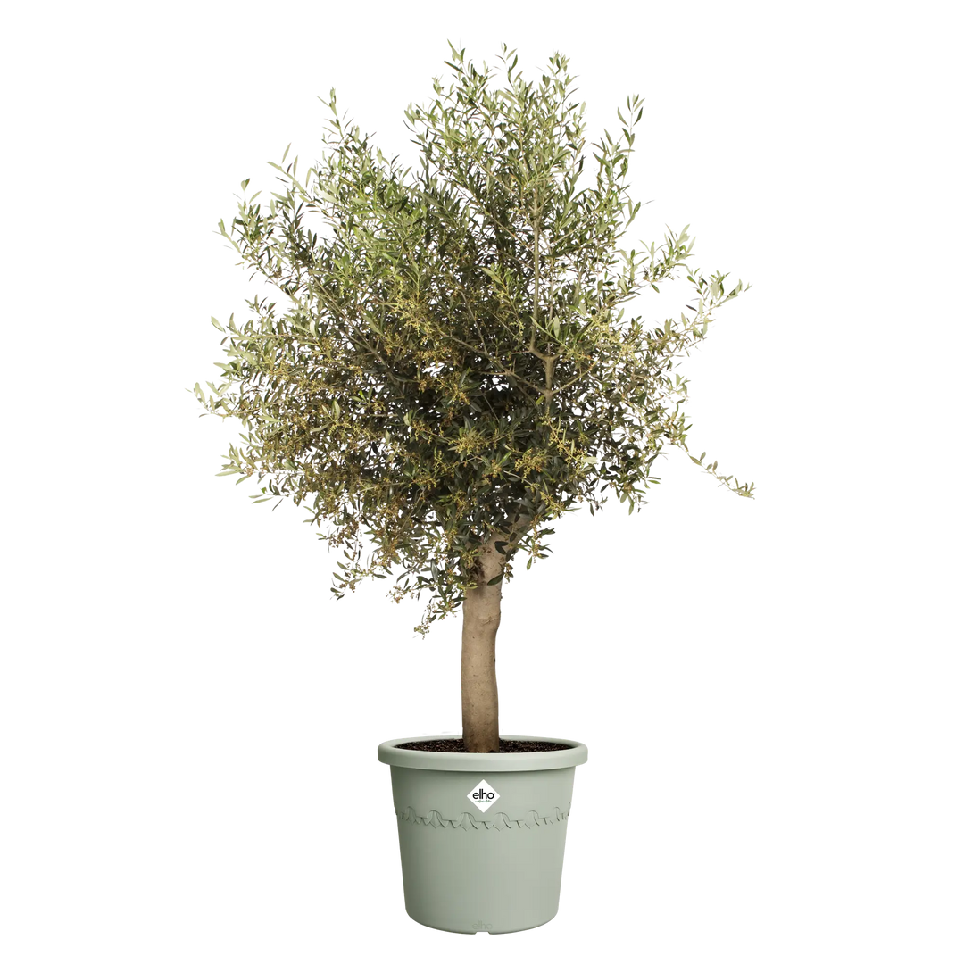 Algarve Cilindro Thyme Green Ø40cm