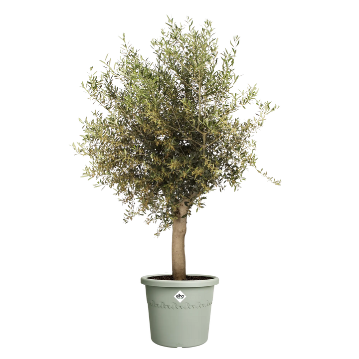 Algarve Cilindro Thyme Green Ø40cm