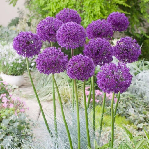ALLIUM PURPLE SENSATION 18