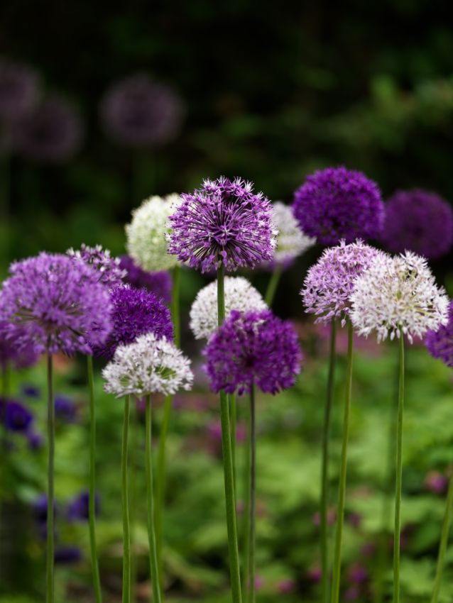 LANDSC BAG ALLIUM LARGE FLOWER MIX X 40