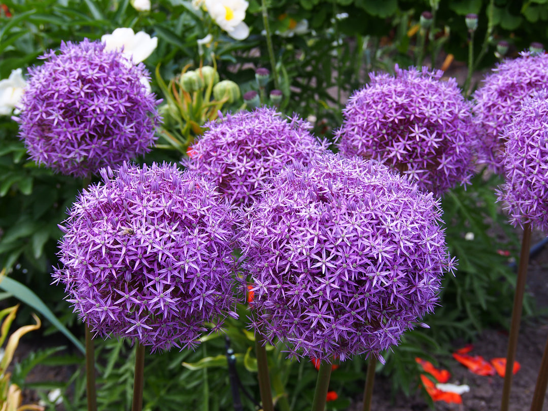 ALLIUM GLADIATOR