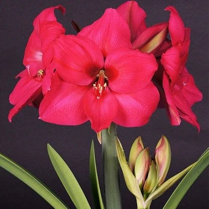 AMARYLLIS PLEASURE