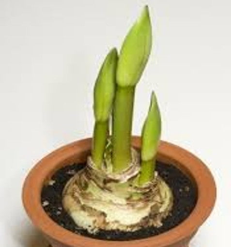 AMARYLLIS PLEASURE