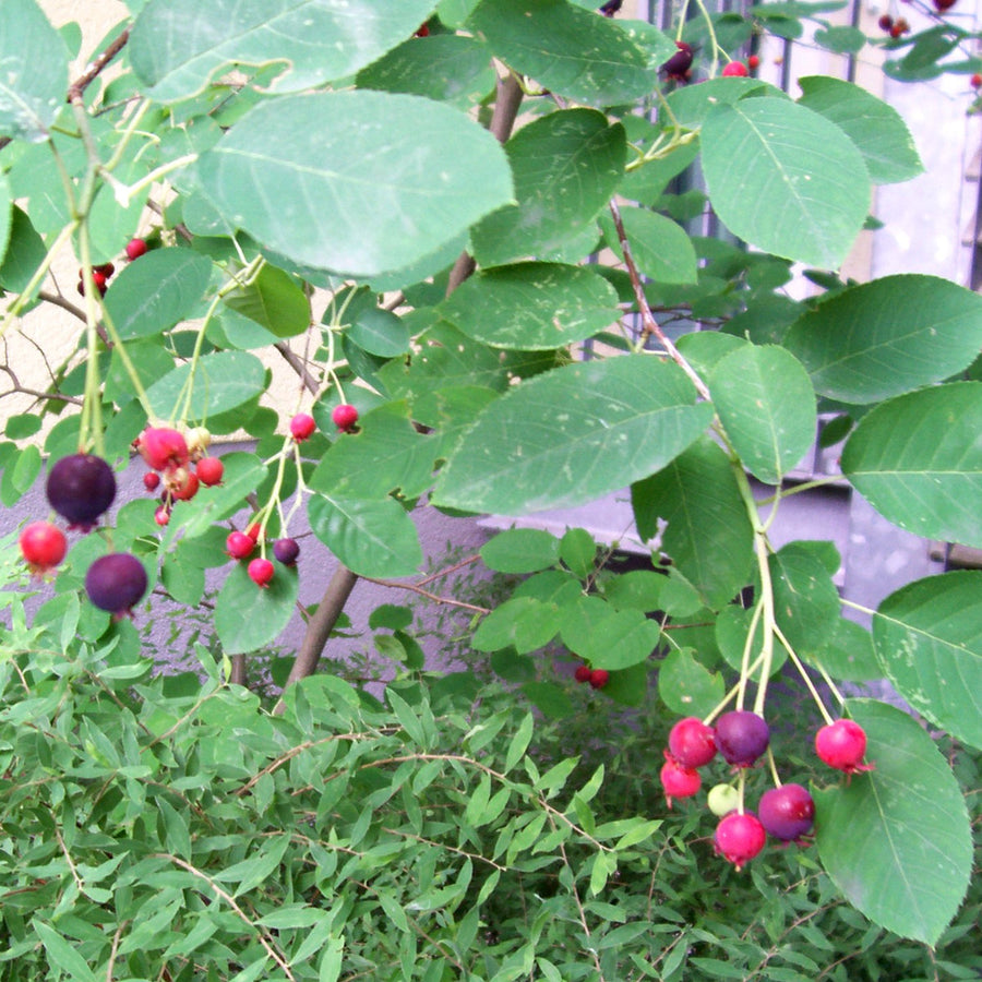 Amelanchier lamarckii foliage and berries