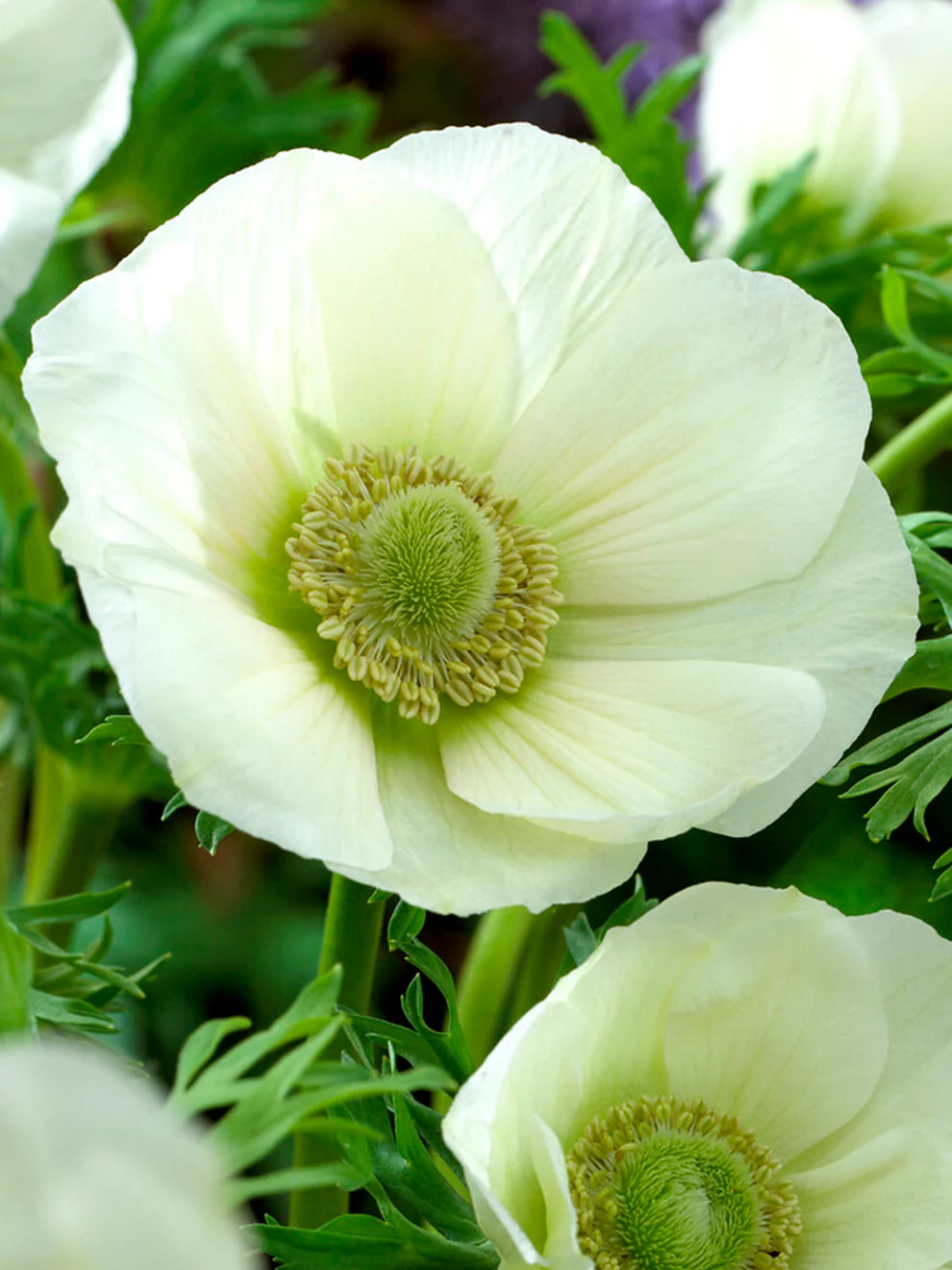 ANEMONE THE BRIDE X 10