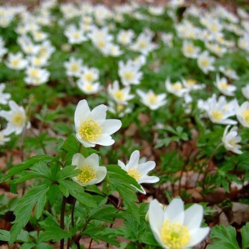 Anemone Nemorosa - Herbaceous - Windyridge Garden Centre