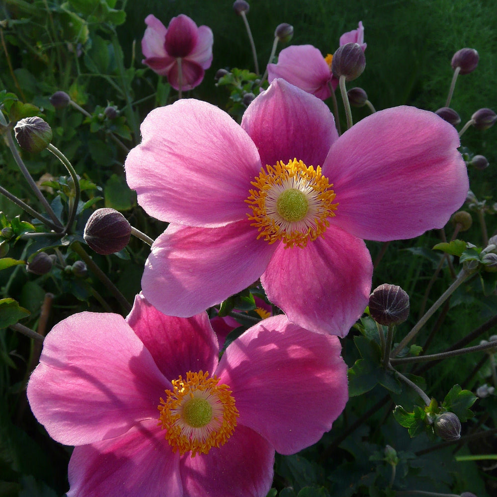 Anemone Praecox - Herbaceous - Windyridge Garden Centre