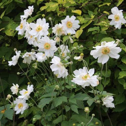 Windflower Anemone Hybrida Honorine Jobert (2Ltr Pot) - Herbaceous - Windyridge Garden Centre
