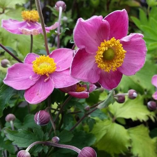 Anemone  Fantasy Cinderella