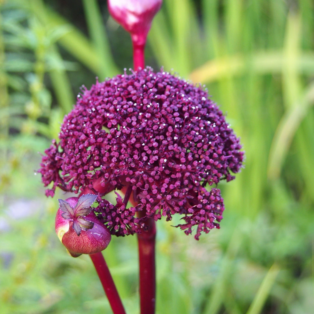 ANGELICA gigas