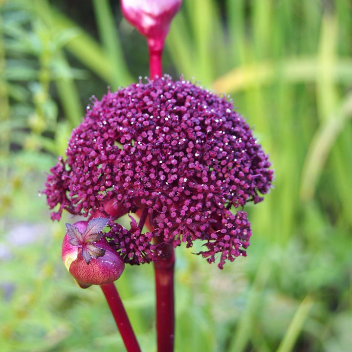 ANGELICA gigas
