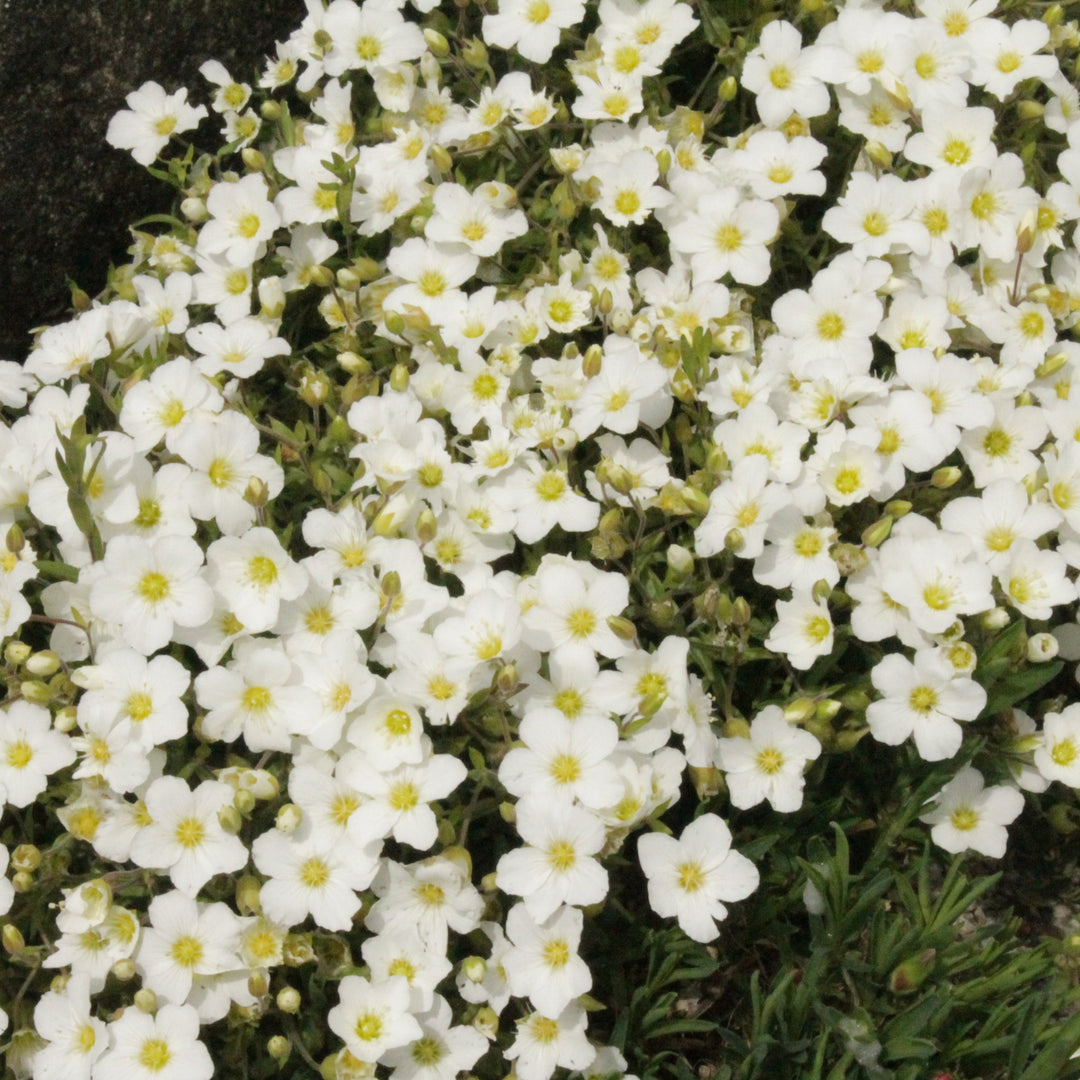 ARENARIA montana Mount Blanc