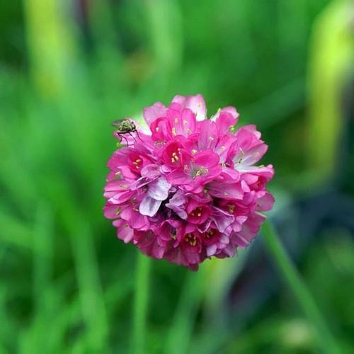 Armeria maritima Splendens Select