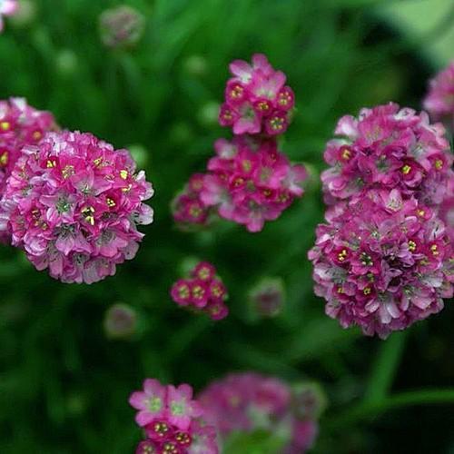Armeria maritima Splendens Select