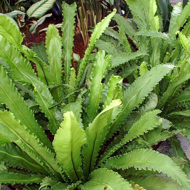 Birds-Nest-Fern-Asplenium-Antiquum-Osaka-Planted-2