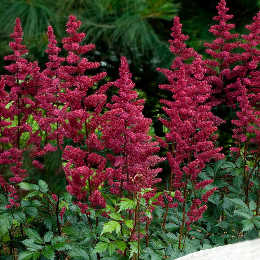 ASTILBE Paul Gaarder