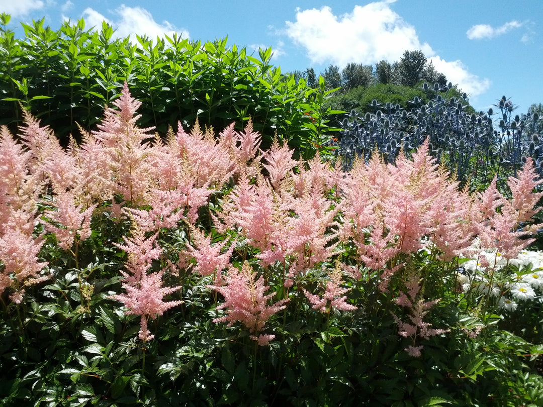 Astilbe Peach Blossom