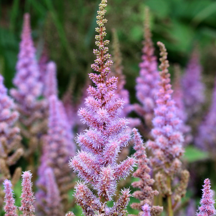 Photo by Dominicus Johannes Bergsma,  licensed under the Creative Commons Attribution-Share Alike 4.0 International license. Cropped