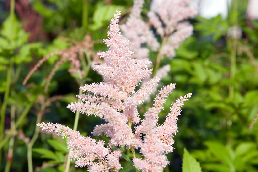 Astilbe Peach Blossom