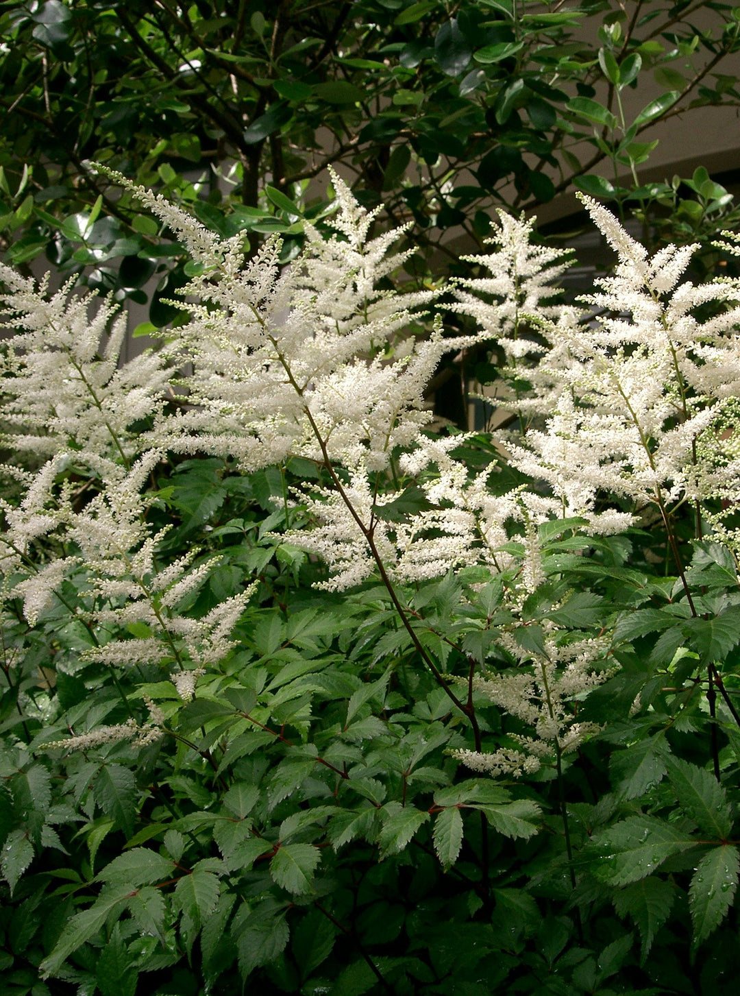 Astilbe Just Watch