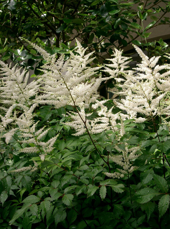 Astilbe Just Watch
