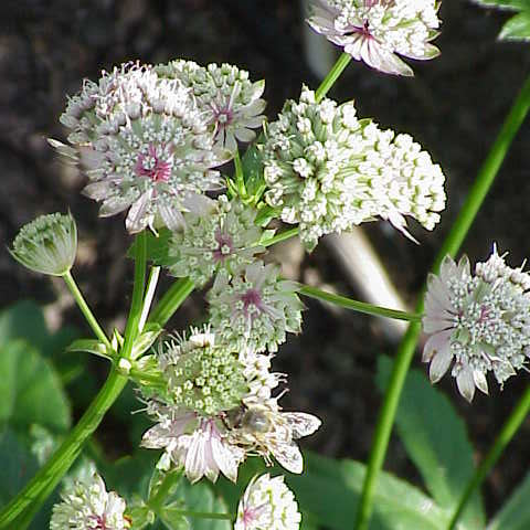 Astrantia maj. Shaggy