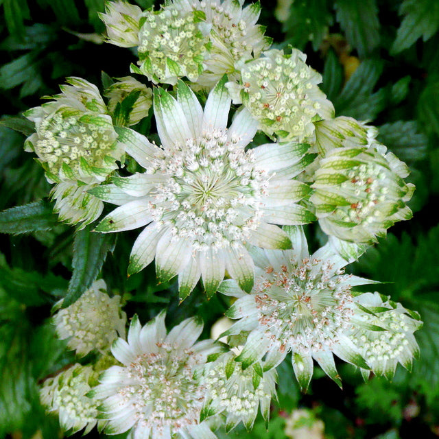 ASTRANTIA maj. Star of Billion