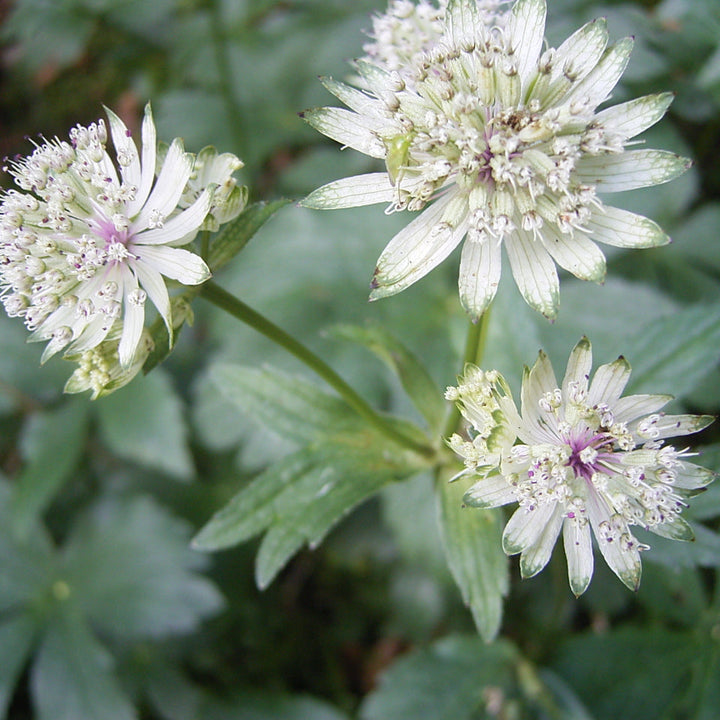 Astrantia maj. Shaggy