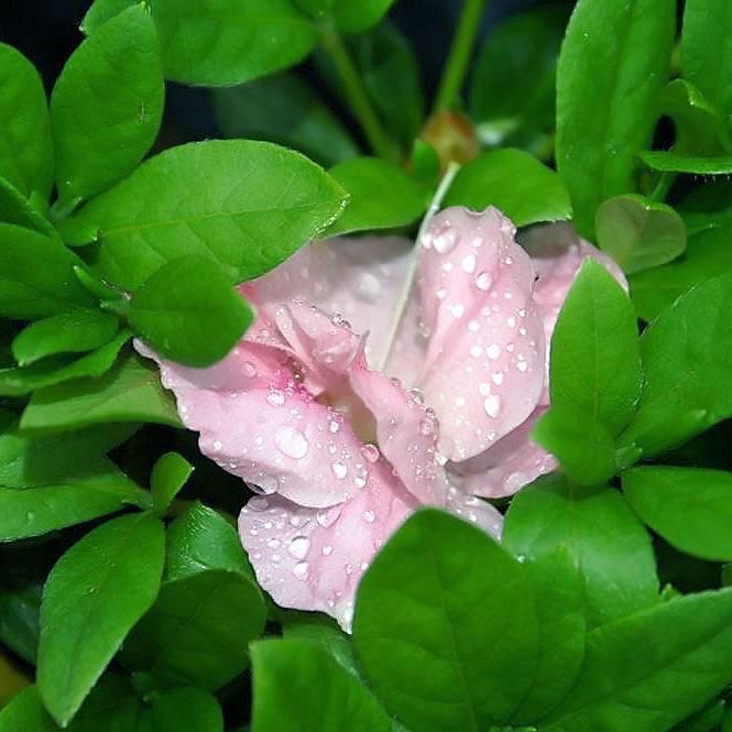 Azalea Nancy Of Robin Hill  30-35Cm - Shrubs - Windyridge Garden Centre