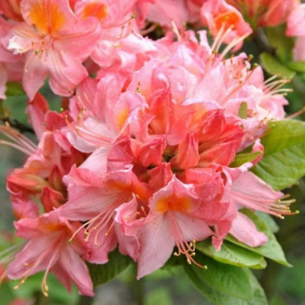 Azalea Starstyle Pink - Shrubs - Windyridge Garden Centre