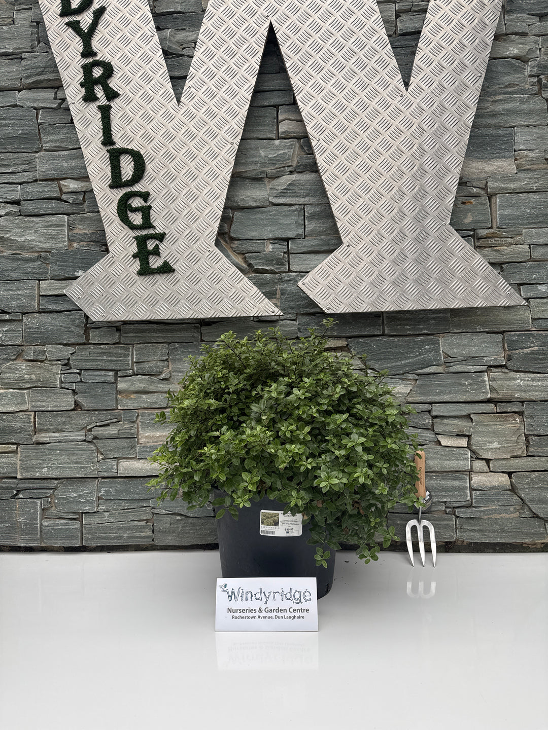 PITTOSPORUM tenui. Golf Ball Ball