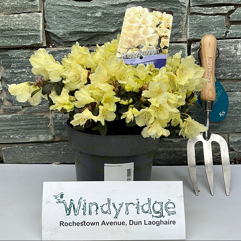 Rhododendron 'Wren' 20-25 Cm. - Shrubs - Windyridge Garden Centre