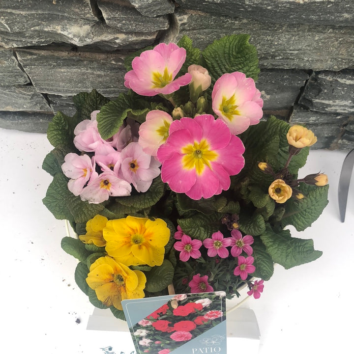 Lemon Zinc Pail - 23Cm - Pots - Windyridge Garden Centre