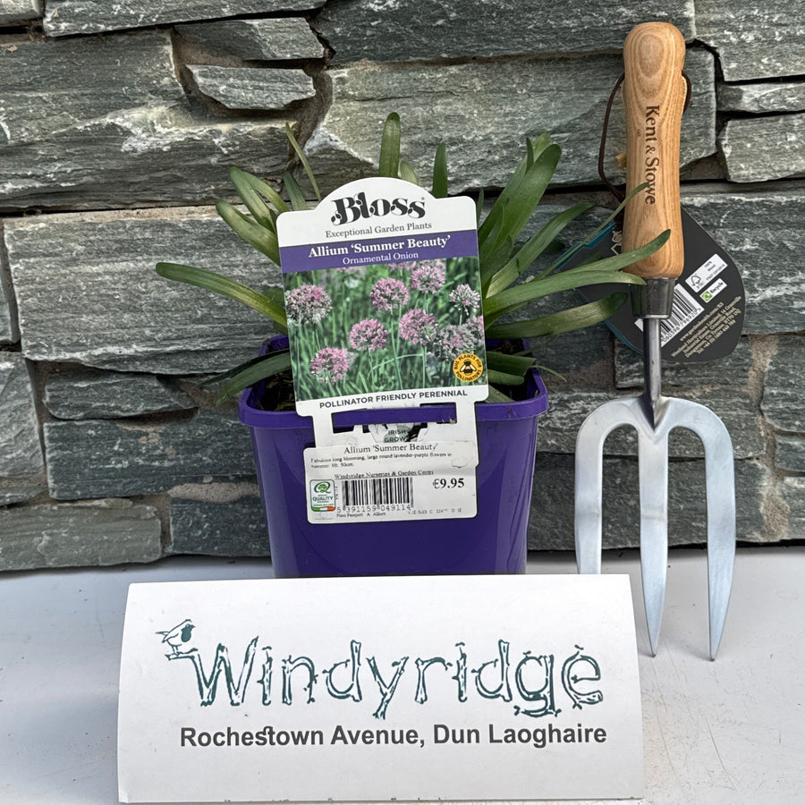 Allium Summer Beauty - Herbaceous - Windyridge Garden Centre
