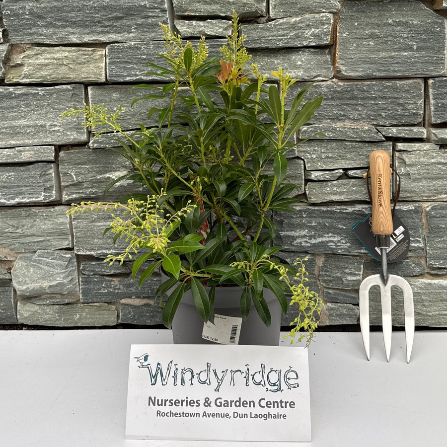Pieris Forest Flame - Shrubs - Windyridge Garden Centre