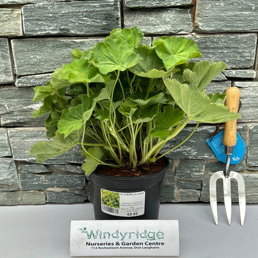 Alchemilla Mollis - Herbaceous - Windyridge Garden Centre