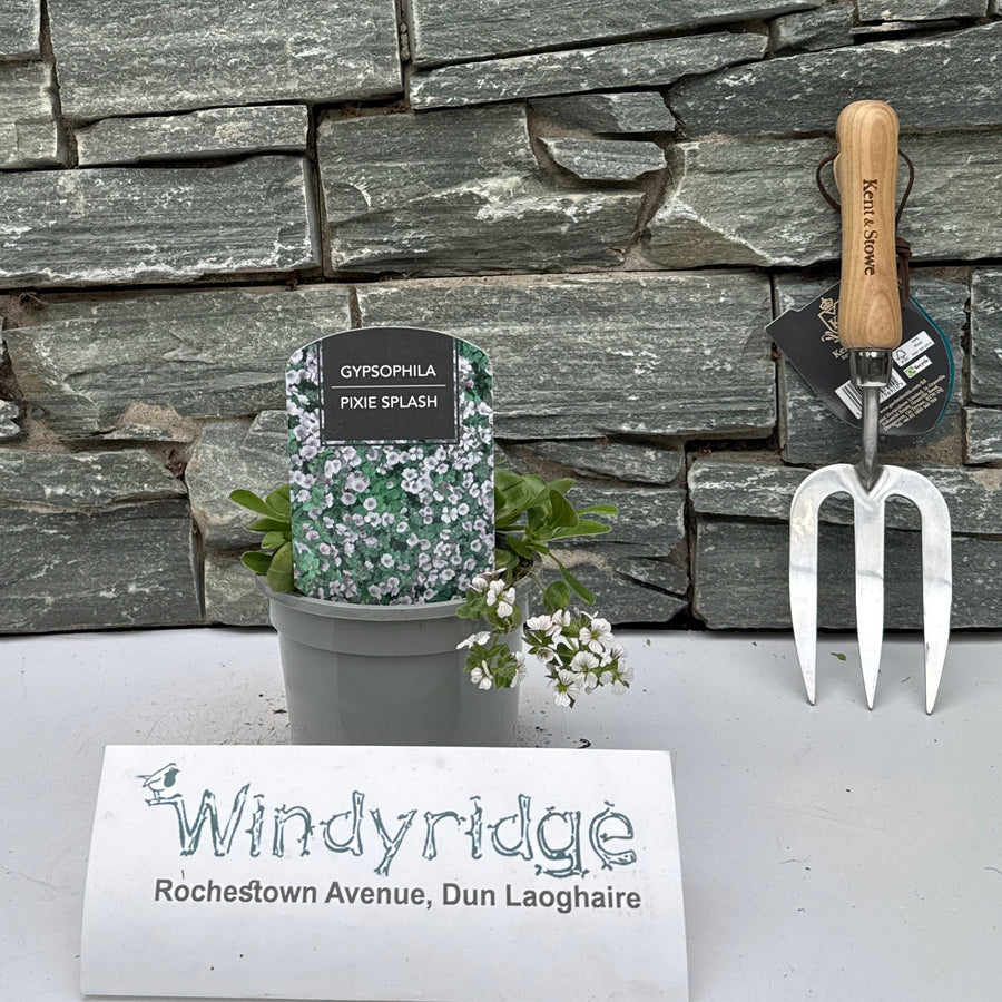 Gypsophila cerastioides White - Herbaceous - Windyridge Garden Centre
