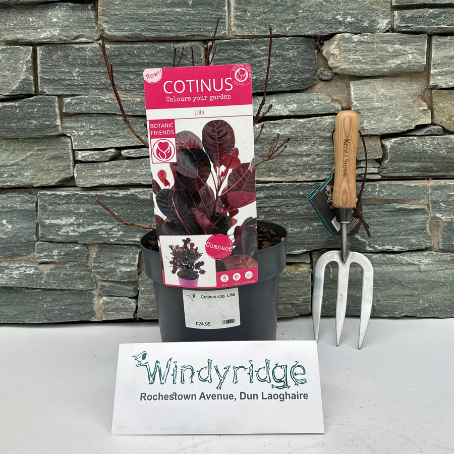 Cotinus Cog. Lilla - Shrubs - Windyridge Garden Centre