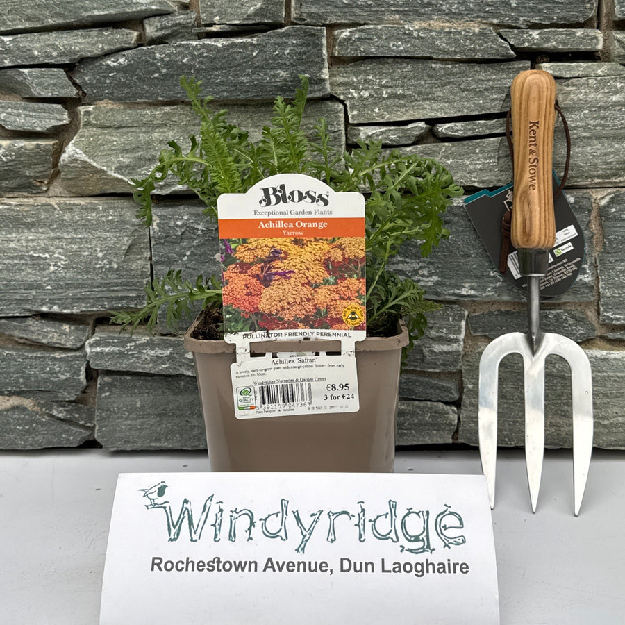 Achillea Safran 2Ltr Pot - Herbaceous - Windyridge Garden Centre