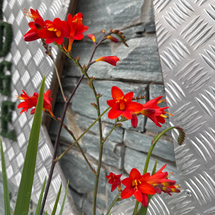 CROCOSMIA Anna Marie