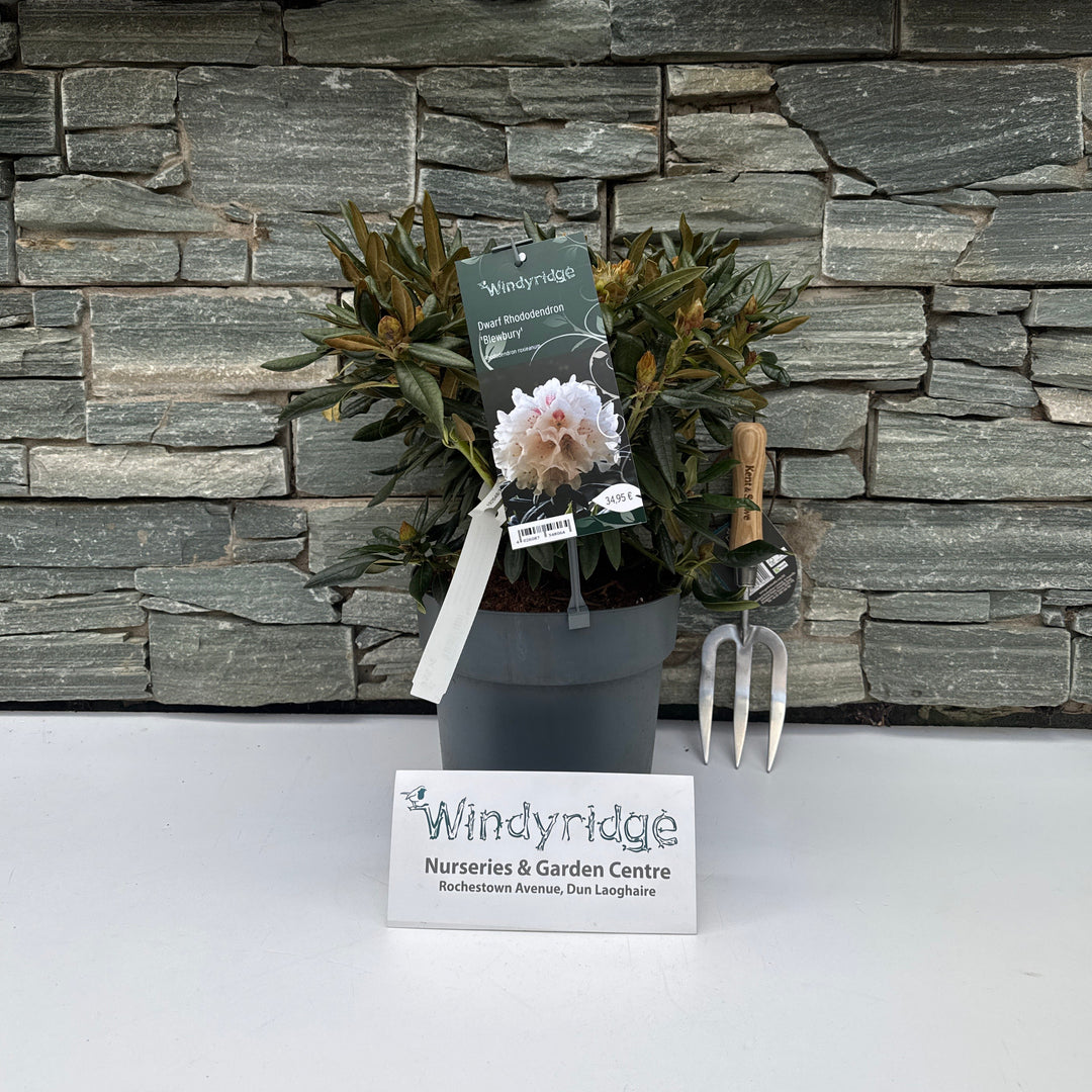 Rhododendron roxieanum Blewbury