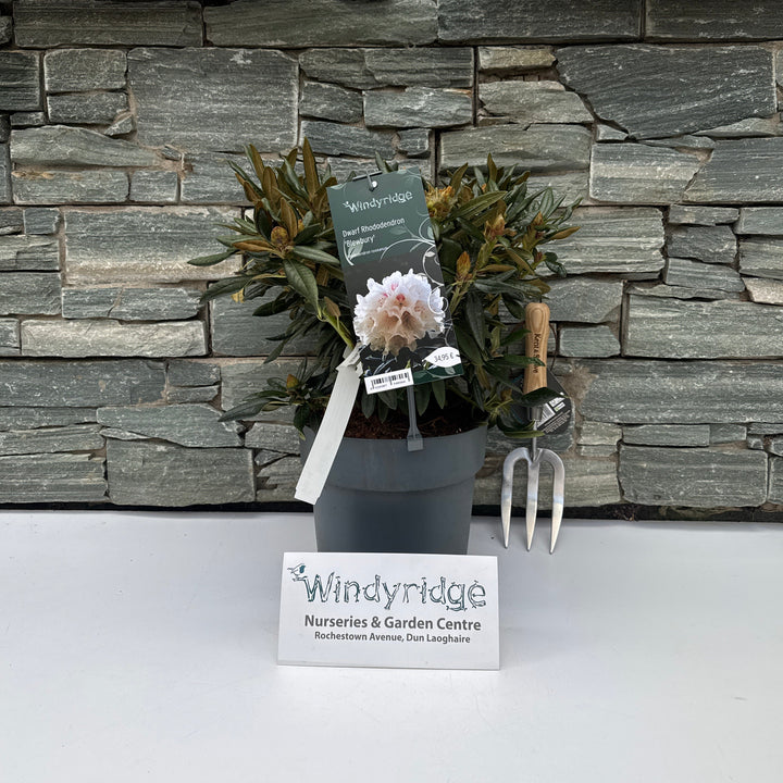 Rhododendron roxieanum Blewbury