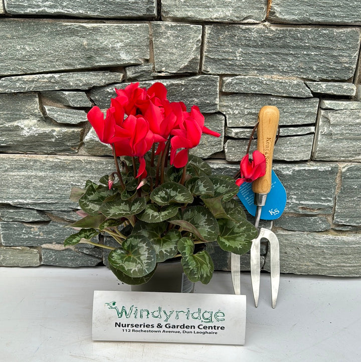 Cyclamen 13Cm - Bedding - Windyridge Garden Centre
