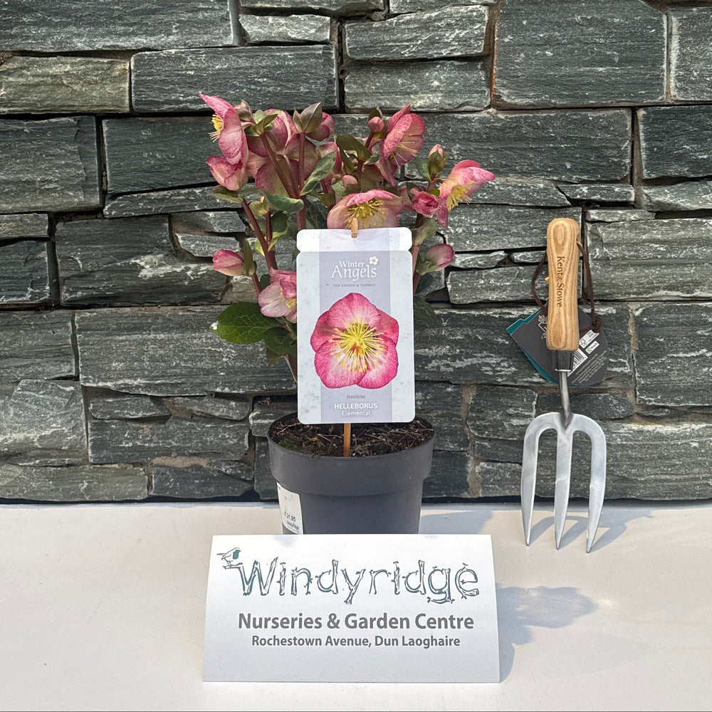 Flowerpot with pink flowers and gardening tools on a stone wall, with Windyridge Nurseries & Garden Centre sign.