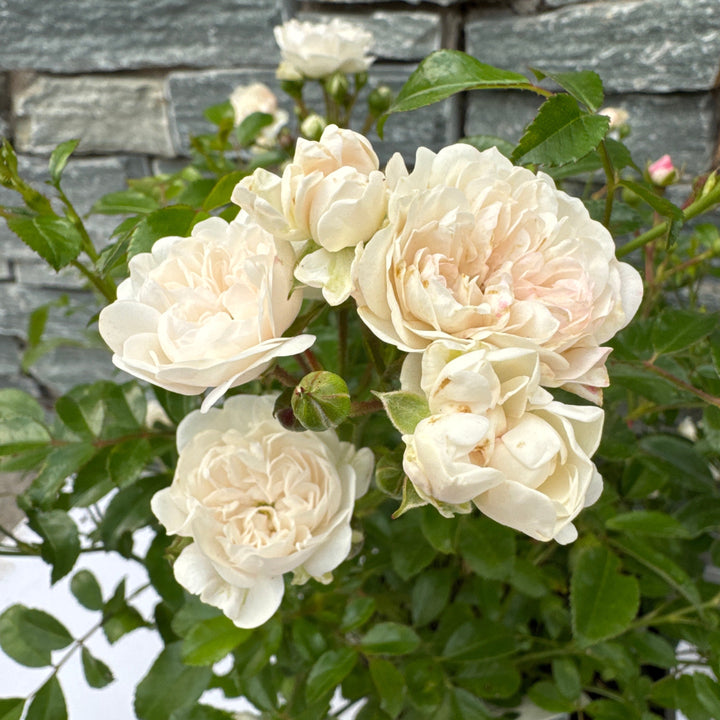 Rosa Crystal Fairy