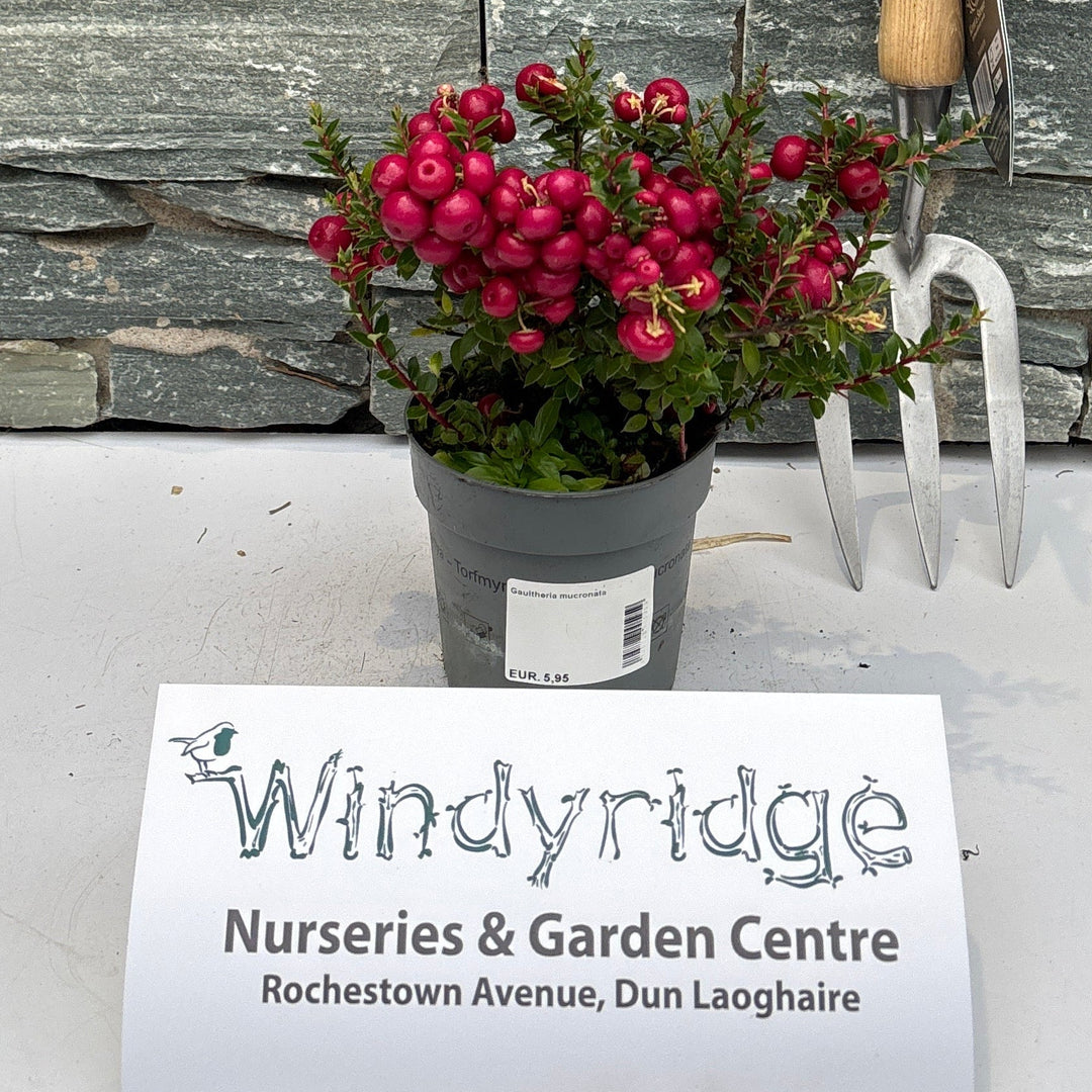 Gaultheria mucronata